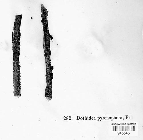 Dothiorella pyrenophora image